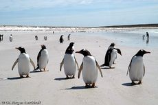 Eselspinguin (97 von 97).jpg